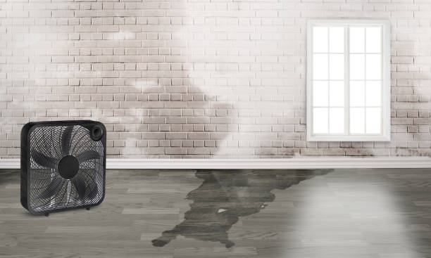 Best Flood damage cleanup  in Ettrick, VA